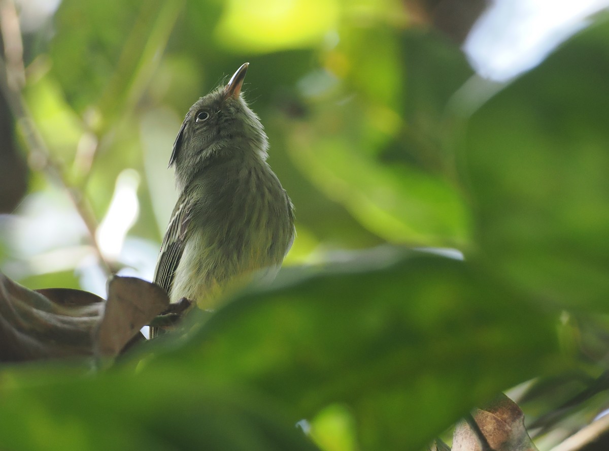 Double-banded Pygmy-Tyrant - ML632626972
