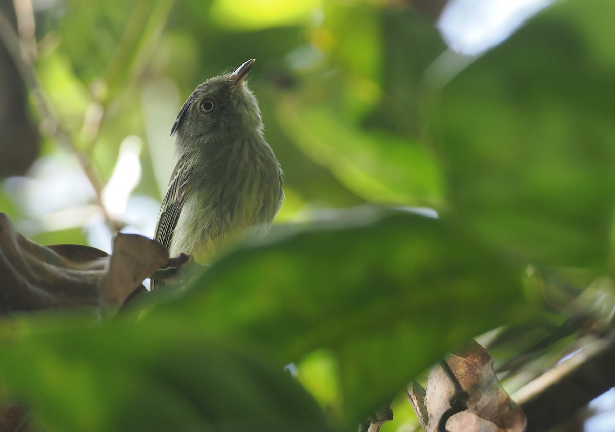Double-banded Pygmy-Tyrant - ML632626978