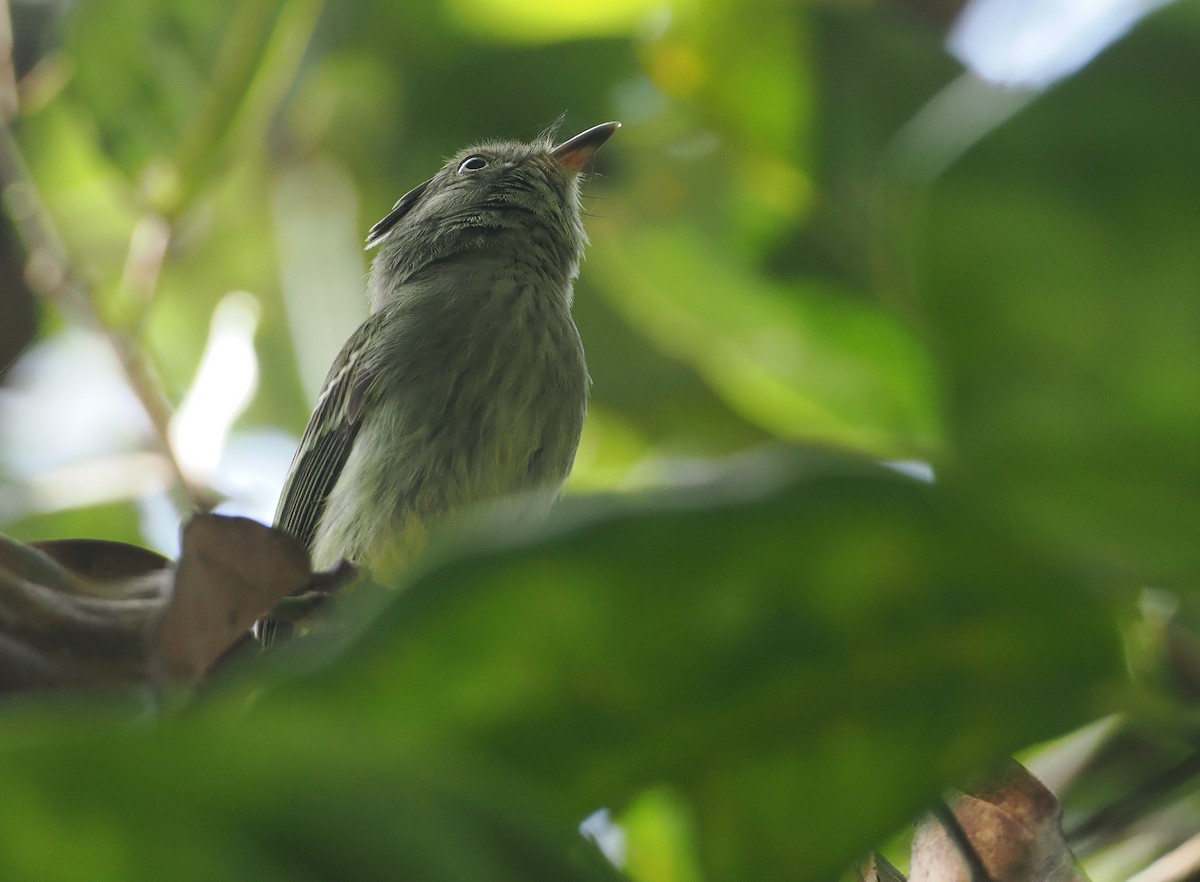 Double-banded Pygmy-Tyrant - ML632626984