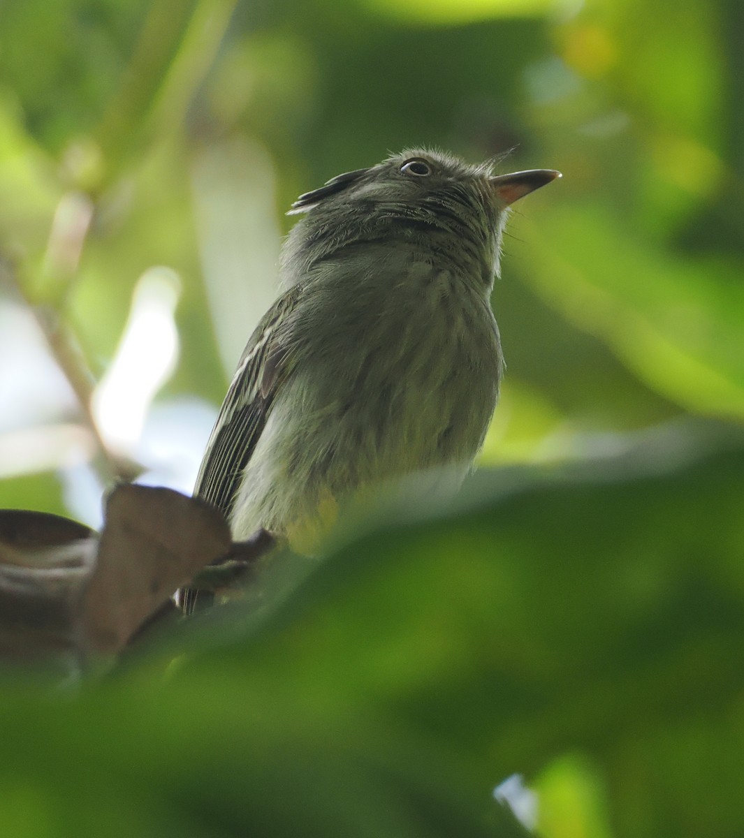 Double-banded Pygmy-Tyrant - ML632627008