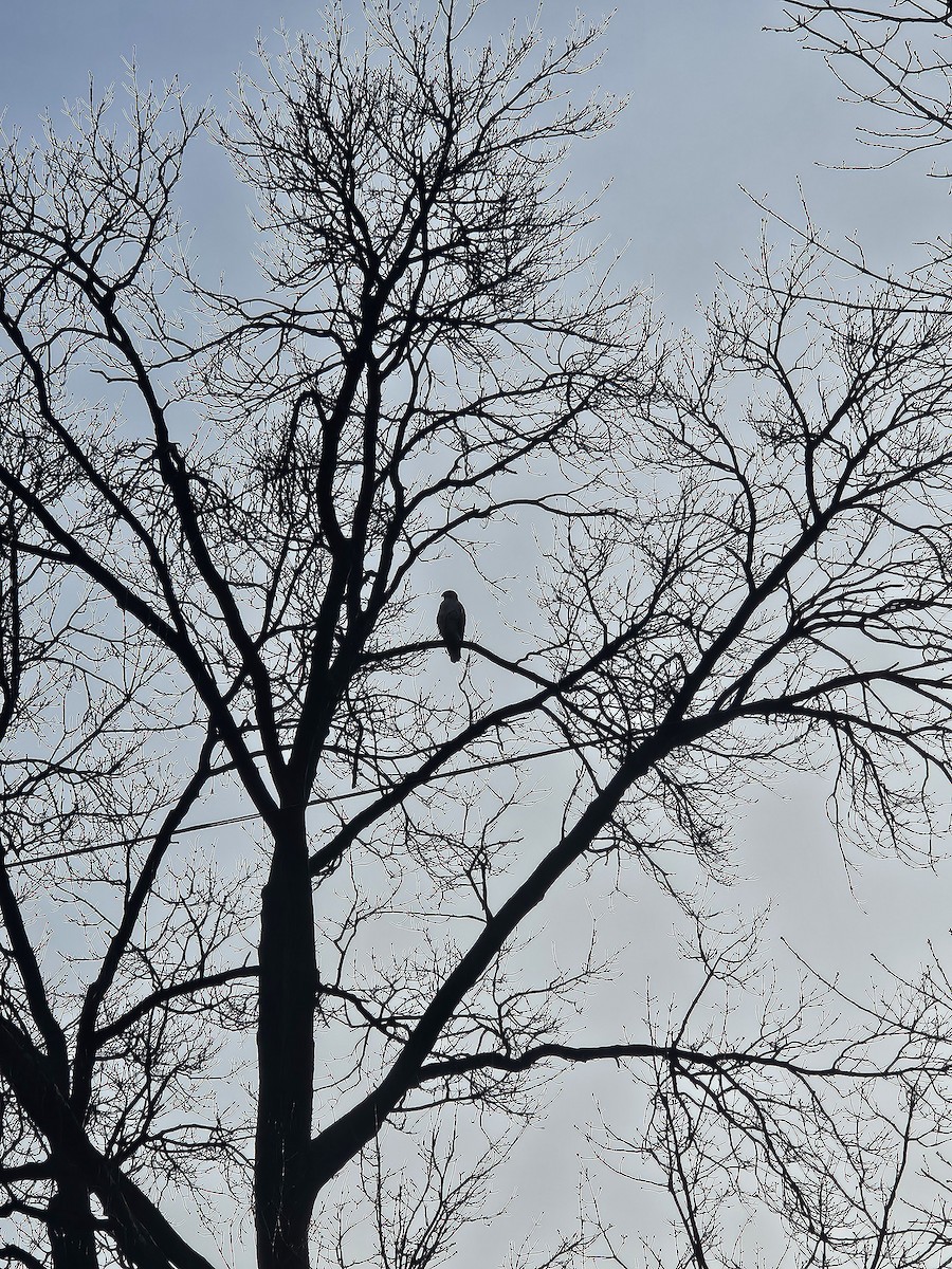 Red-tailed Hawk - ML632627009