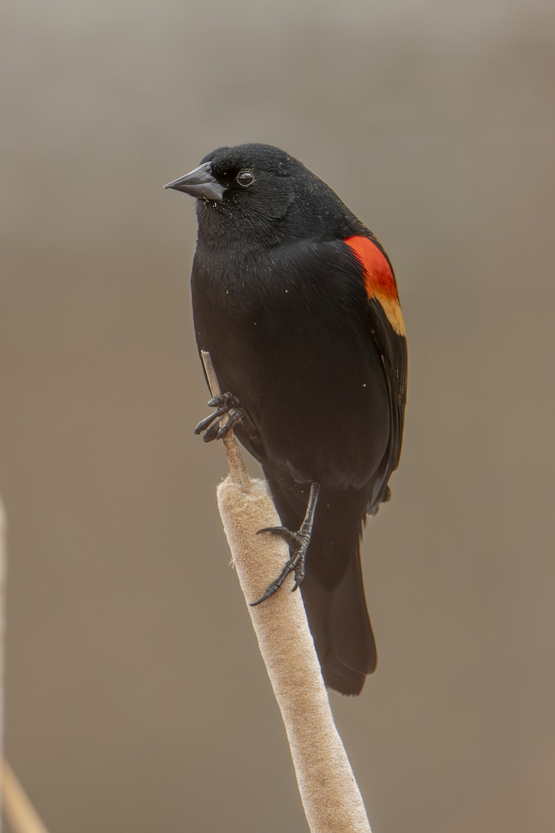 Red-winged Blackbird - ML632627132