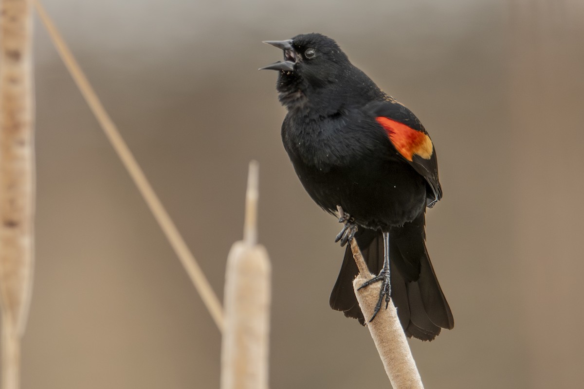 Red-winged Blackbird - ML632627136