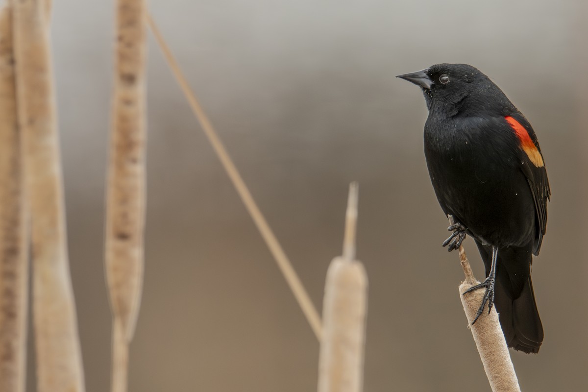Red-winged Blackbird - ML632627137