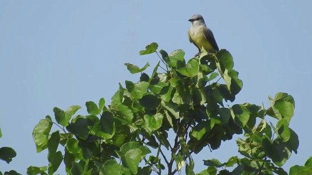 Western Kingbird - ML632627165