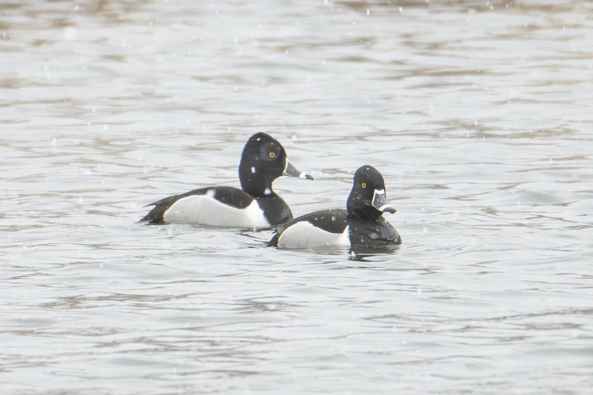 Ring-necked Duck - ML632627170