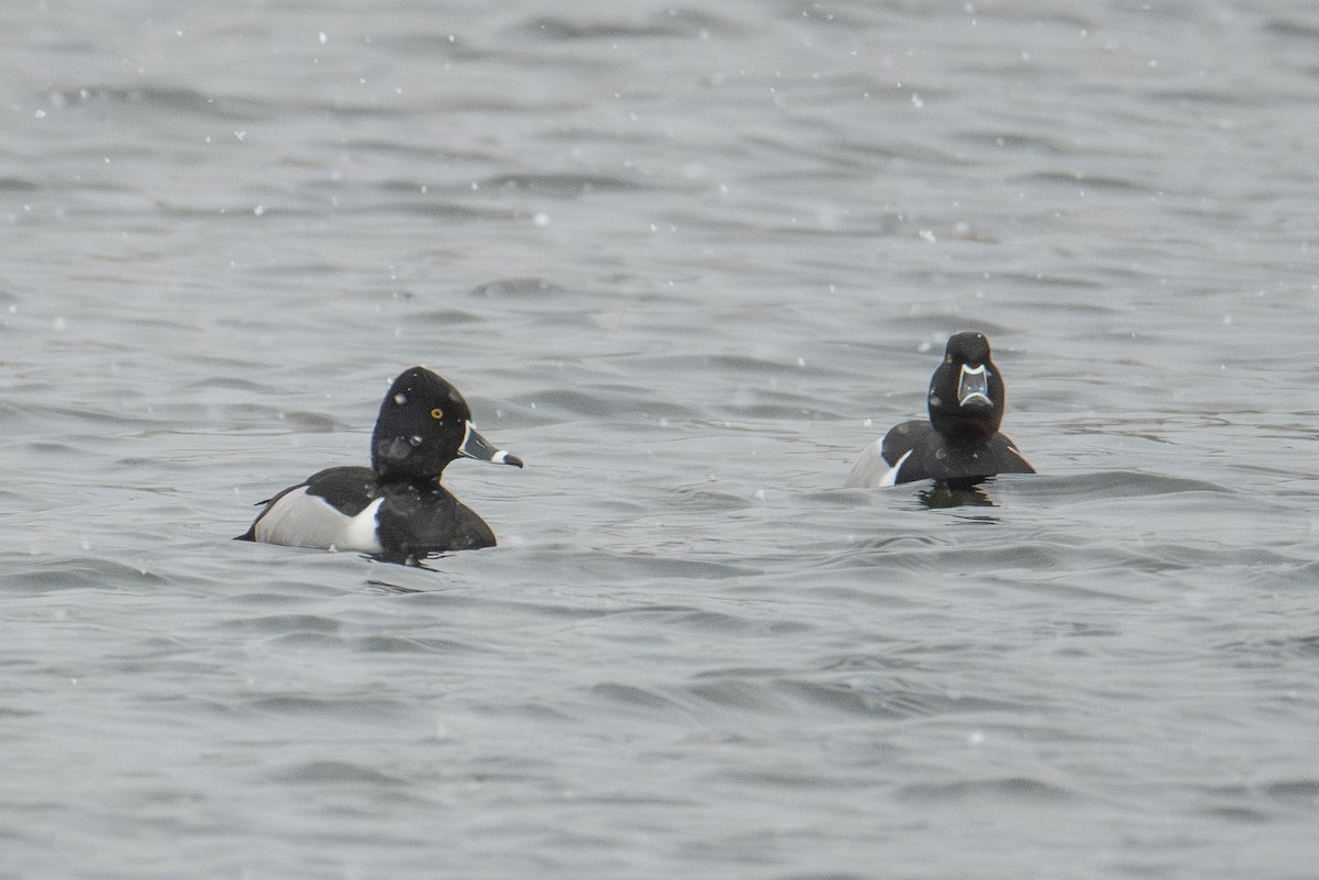 Ring-necked Duck - ML632627172