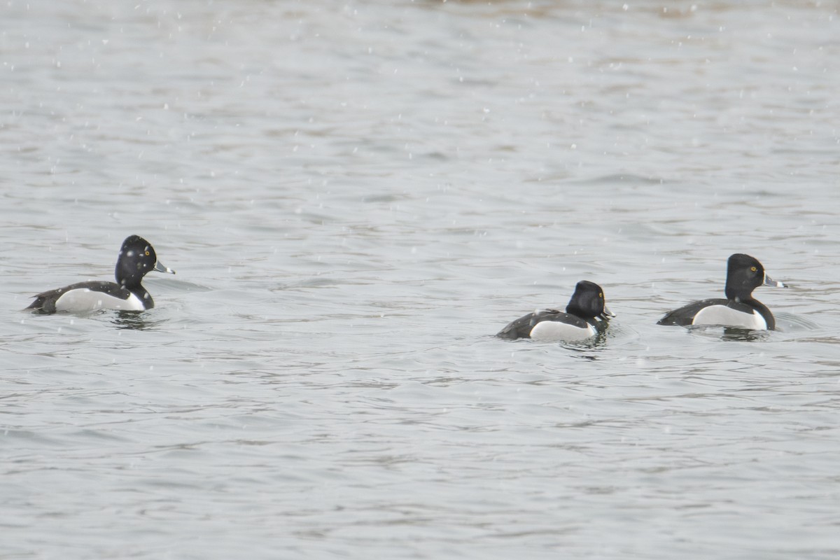Ring-necked Duck - ML632627173
