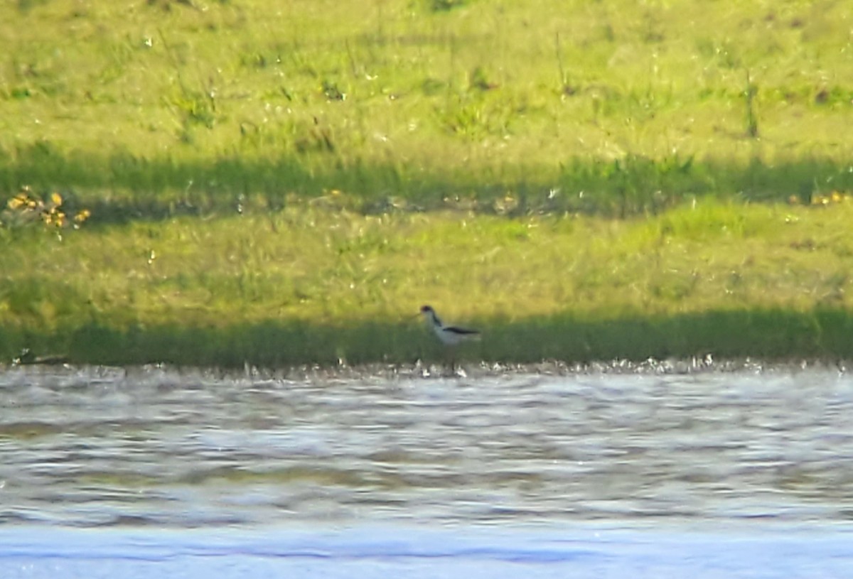 Black-necked Stilt - ML632627189