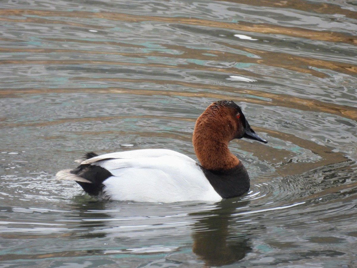 Canvasback - ML632627212