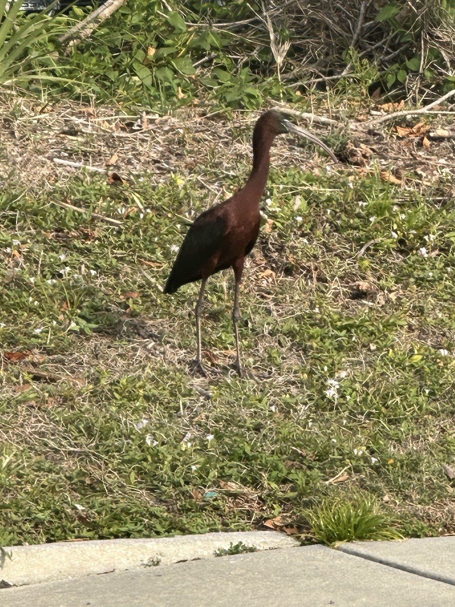 Glossy Ibis - ML632627335