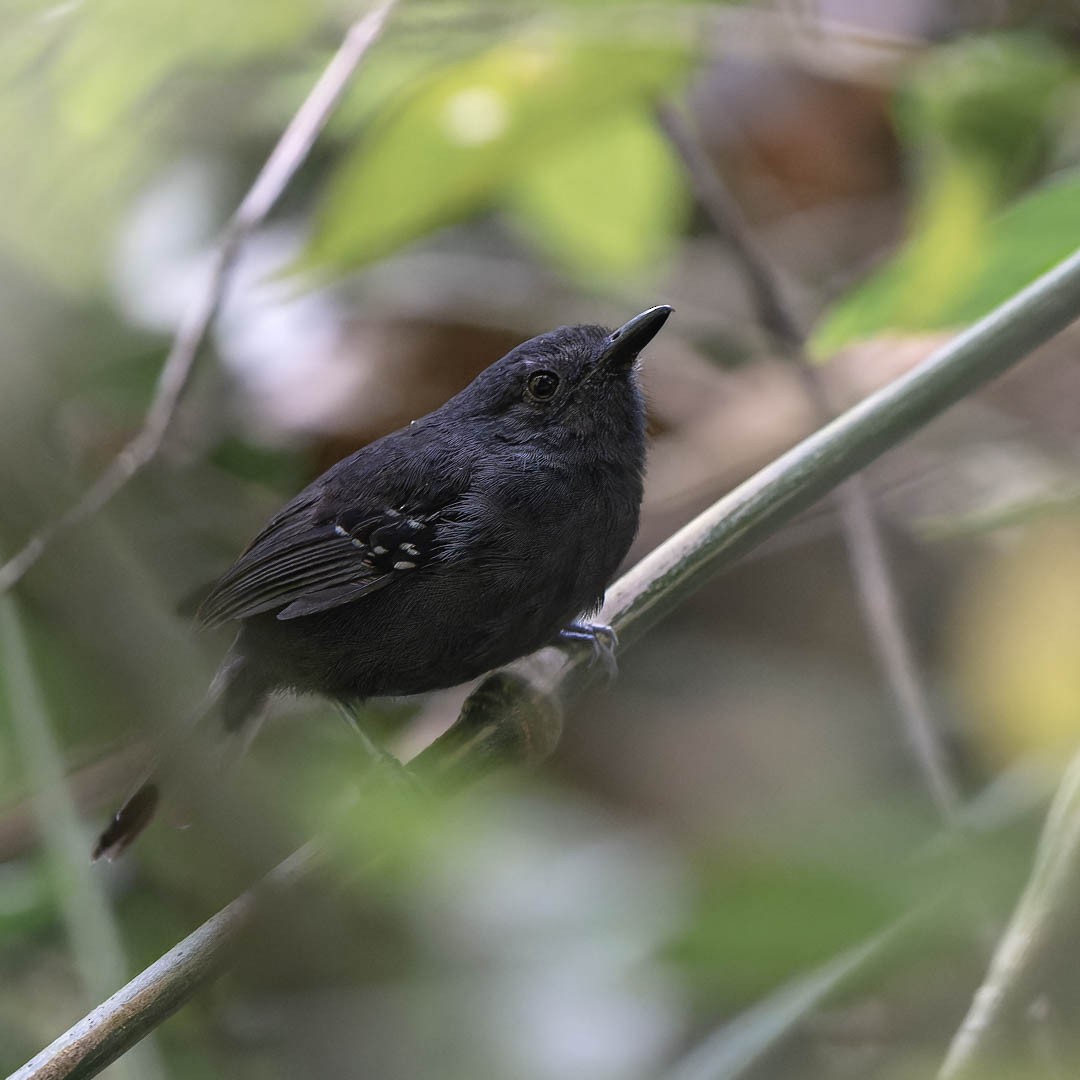 Parker's Antbird - ML632627354