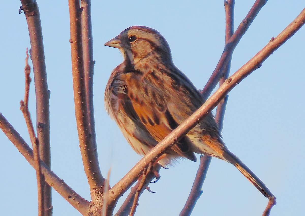 Song Sparrow - ML632627370