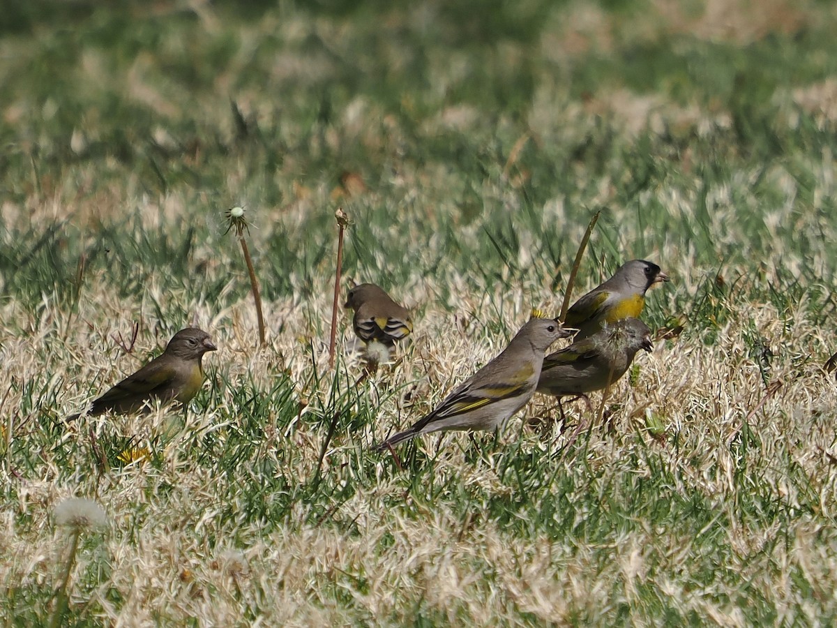Lawrence's Goldfinch - ML632627542