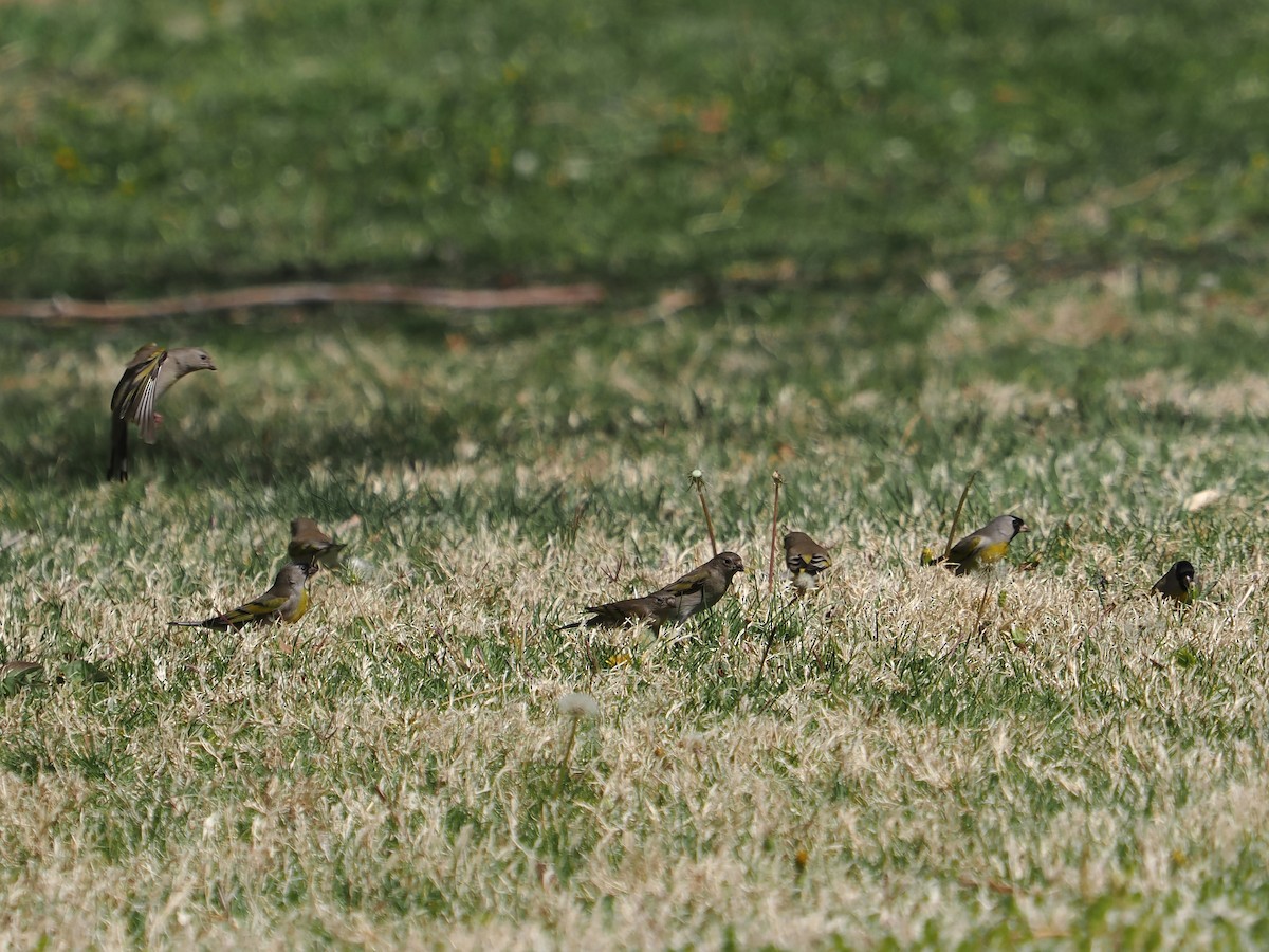 Lawrence's Goldfinch - ML632627543