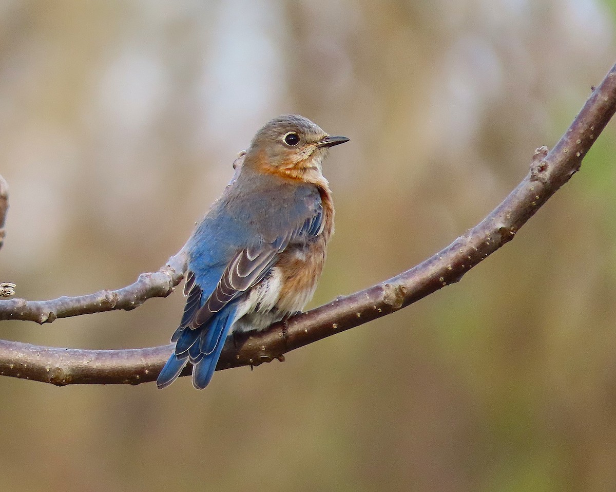 Eastern Bluebird - ML632627583