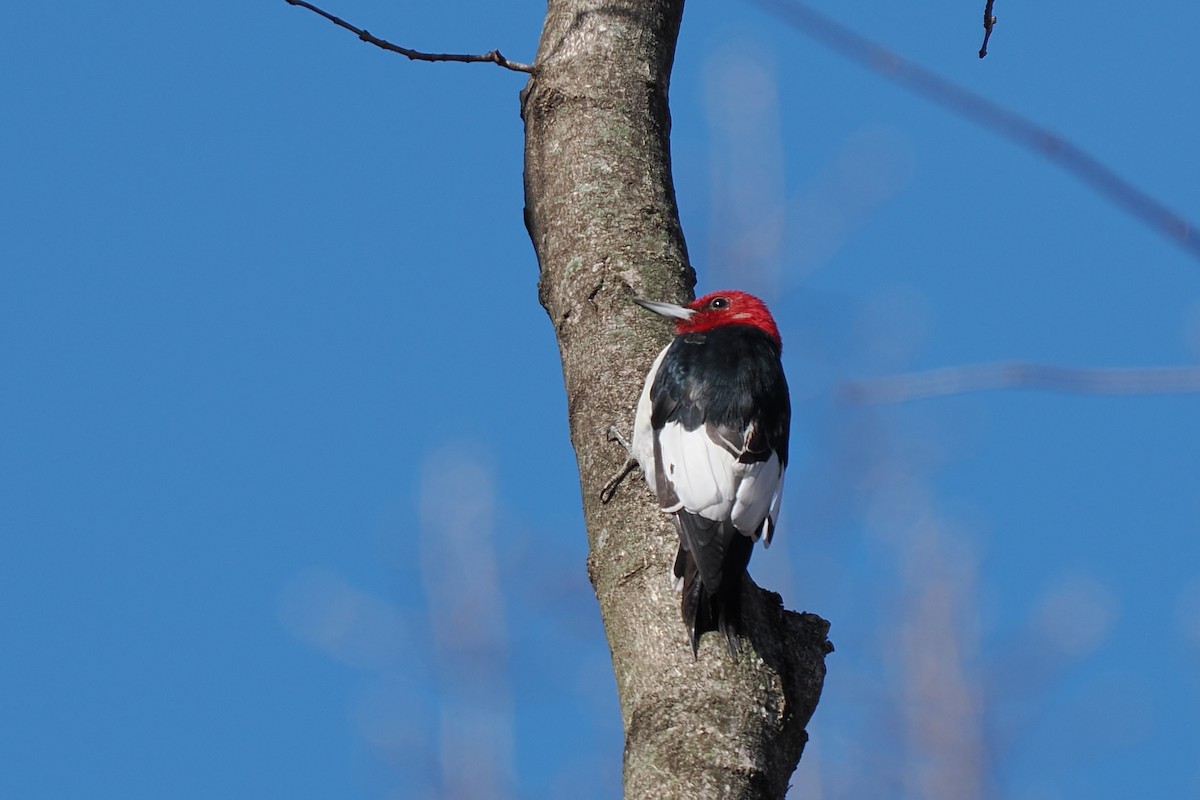 Red-headed Woodpecker - ML632627605