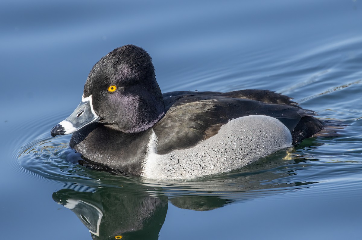 Ring-necked Duck - ML632627612