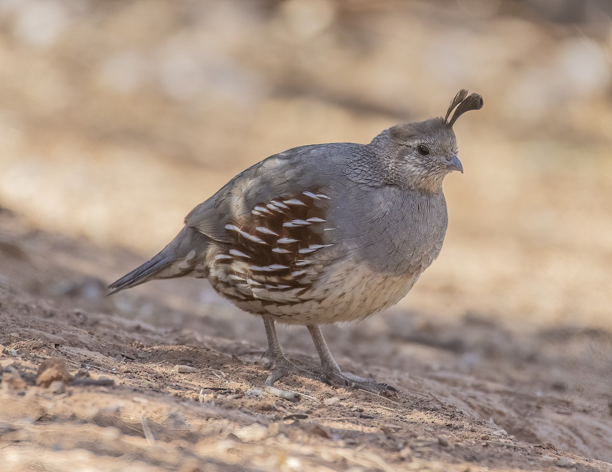 Gambel's Quail - ML632627630