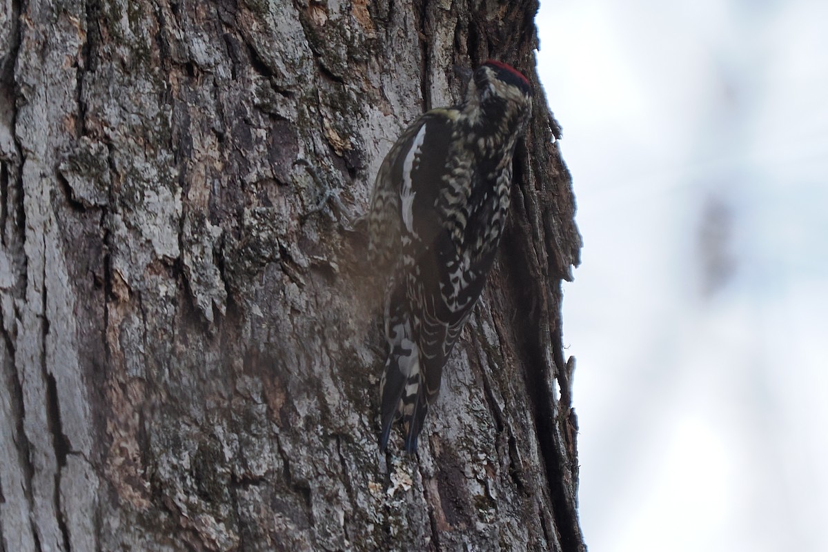 Yellow-bellied Sapsucker - ML632627643