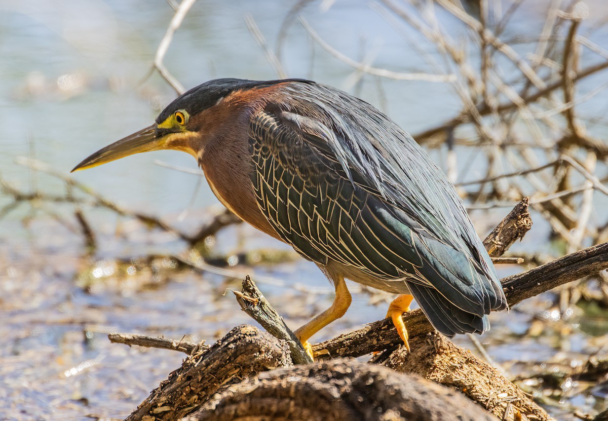 Green Heron - ML632627660