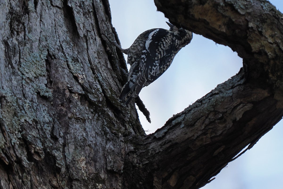 Yellow-bellied Sapsucker - ML632627685