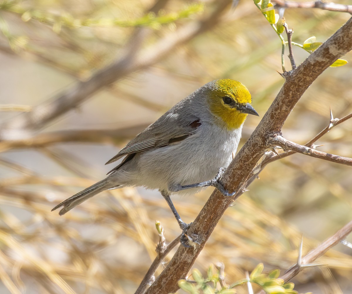 Verdin - ML632627693