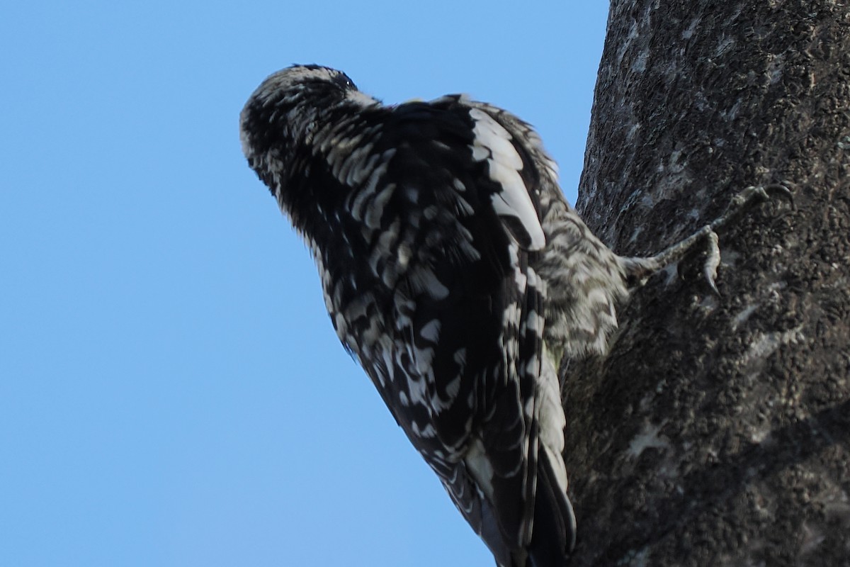 Yellow-bellied Sapsucker - ML632627706