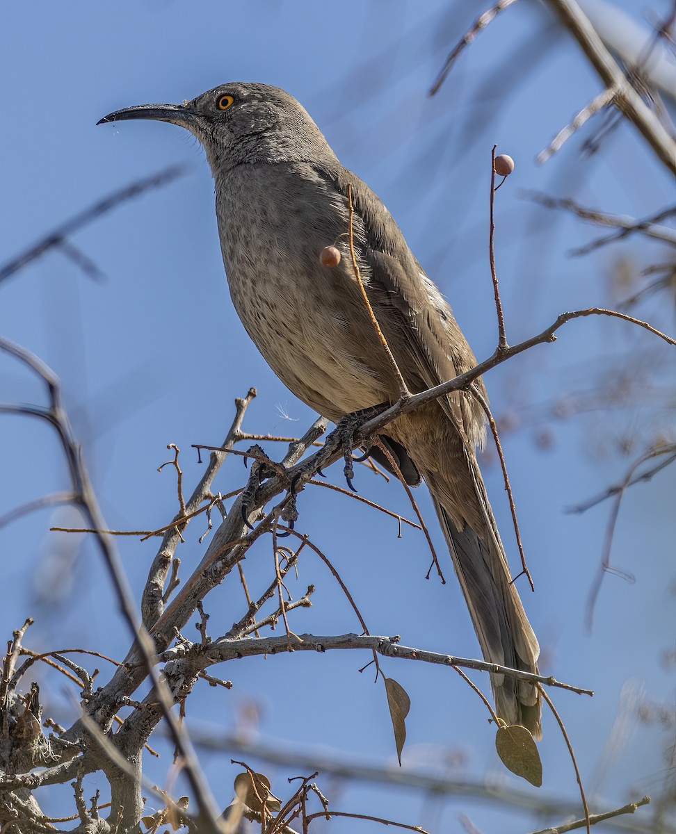 Curve-billed Thrasher - ML632627710