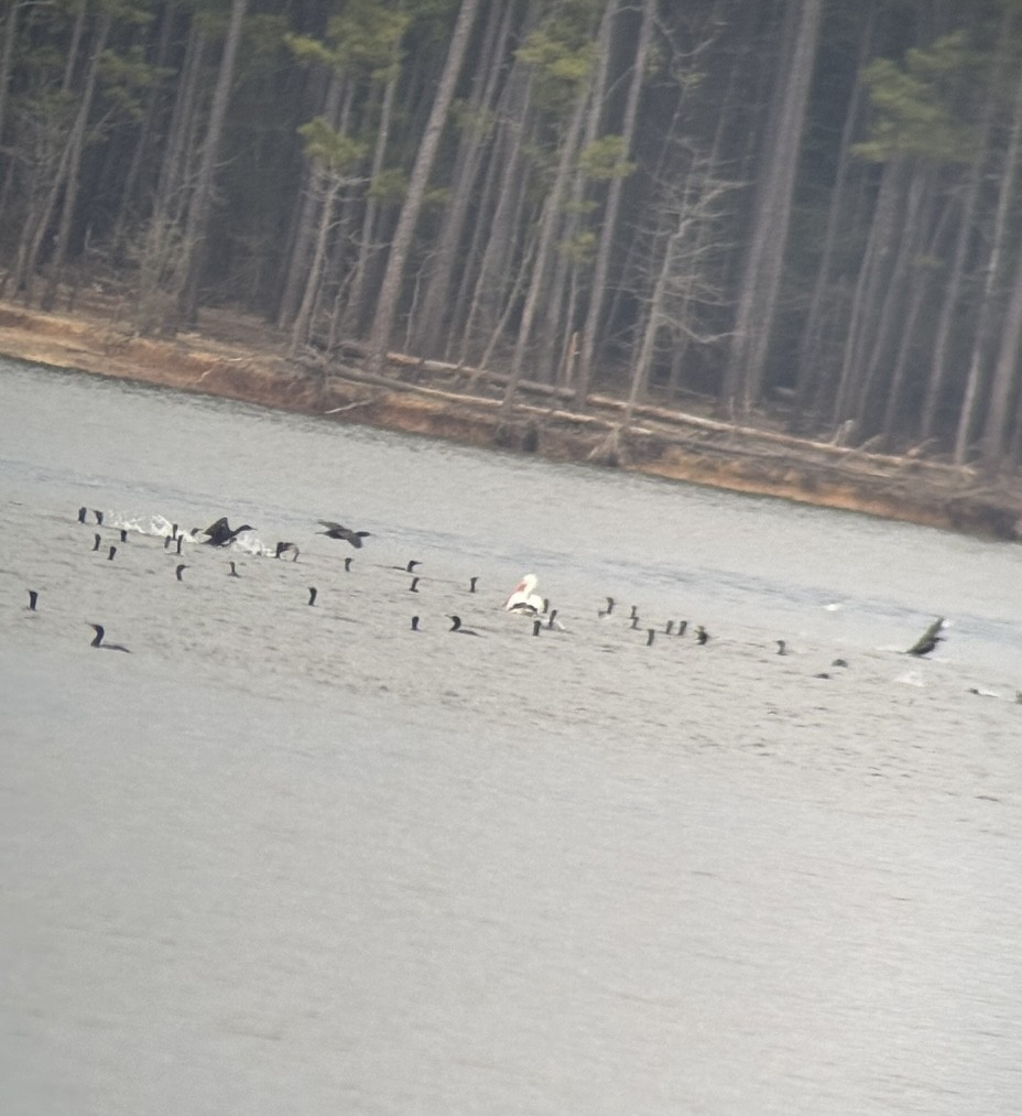 American White Pelican - ML632627732