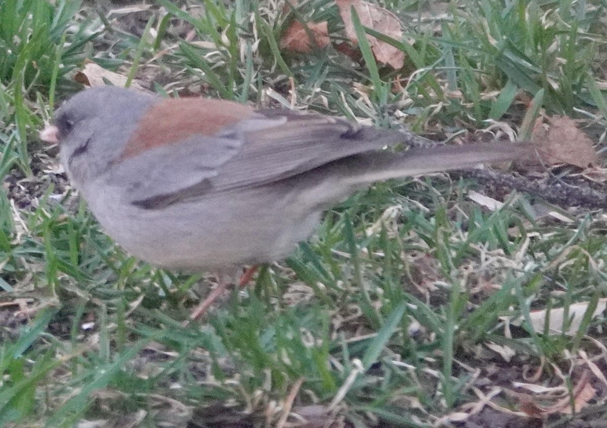Dark-eyed Junco (Gray-headed) - ML632627757
