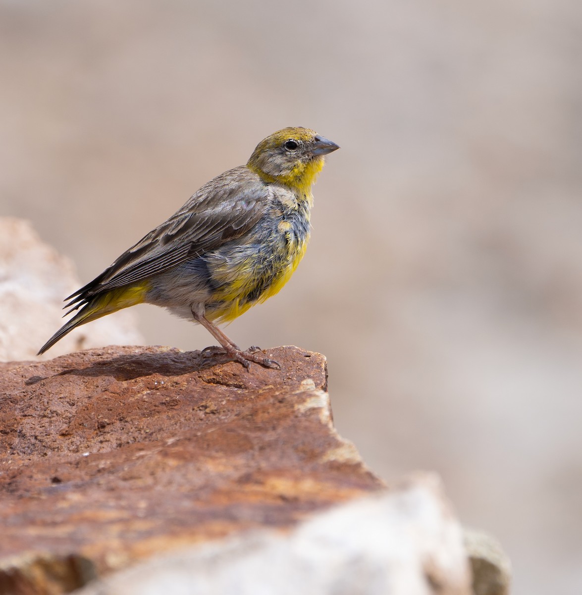 Bright-rumped Yellow-Finch - ML632627761