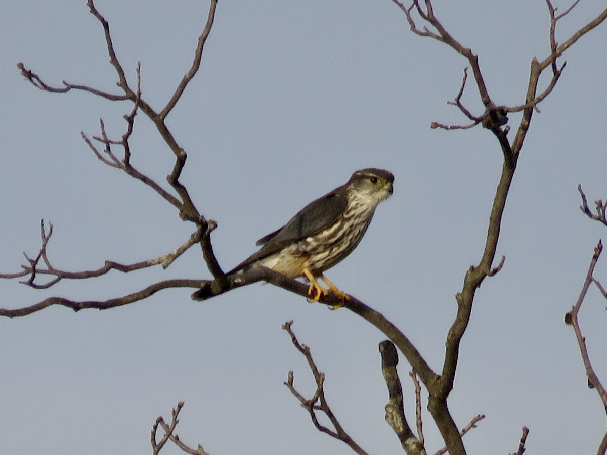 Merlin - ML632627919