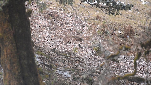 Himalayan Monal - ML632627941