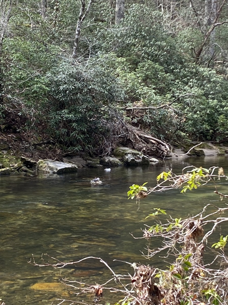 Common Merganser - ML632628007