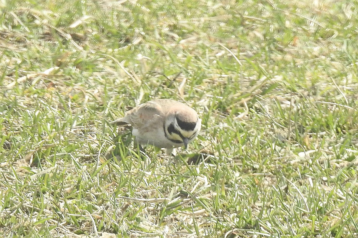 Horned Lark - ML632628064