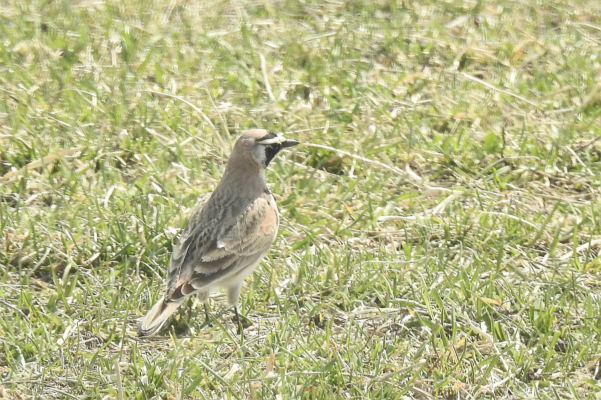 Horned Lark - ML632628066