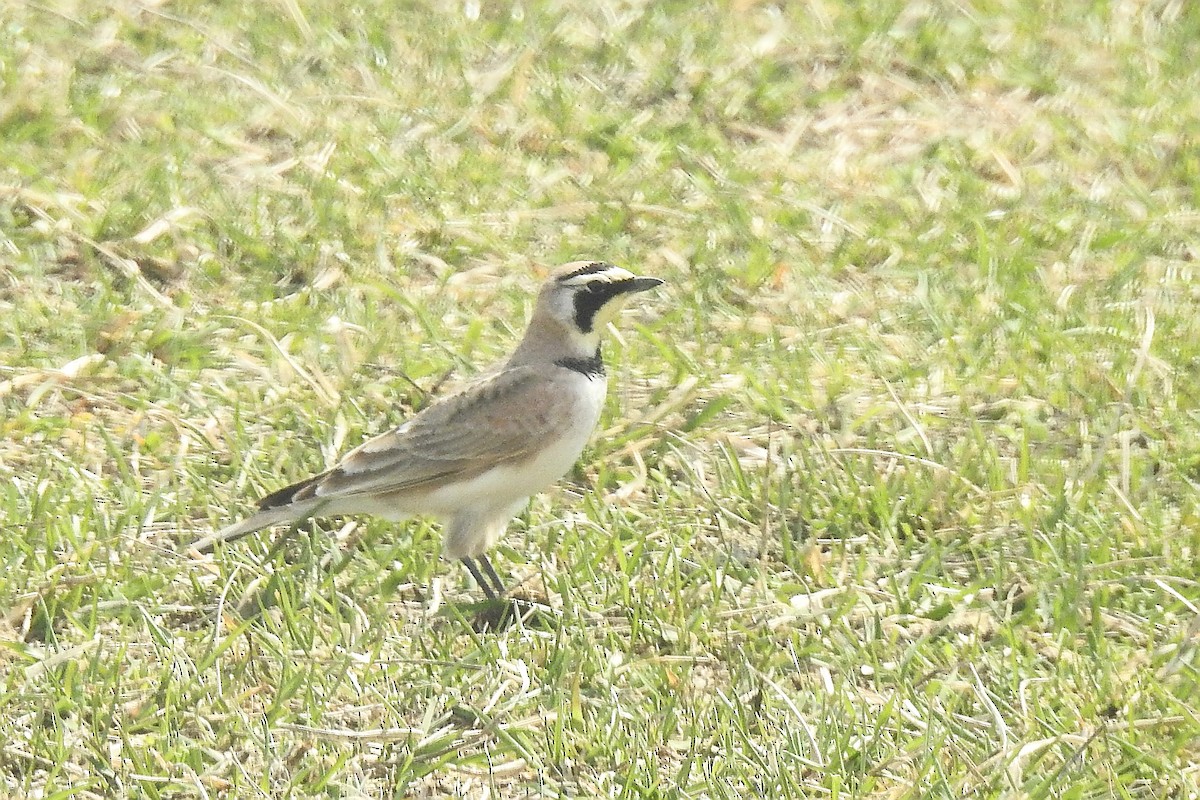 Horned Lark - ML632628067