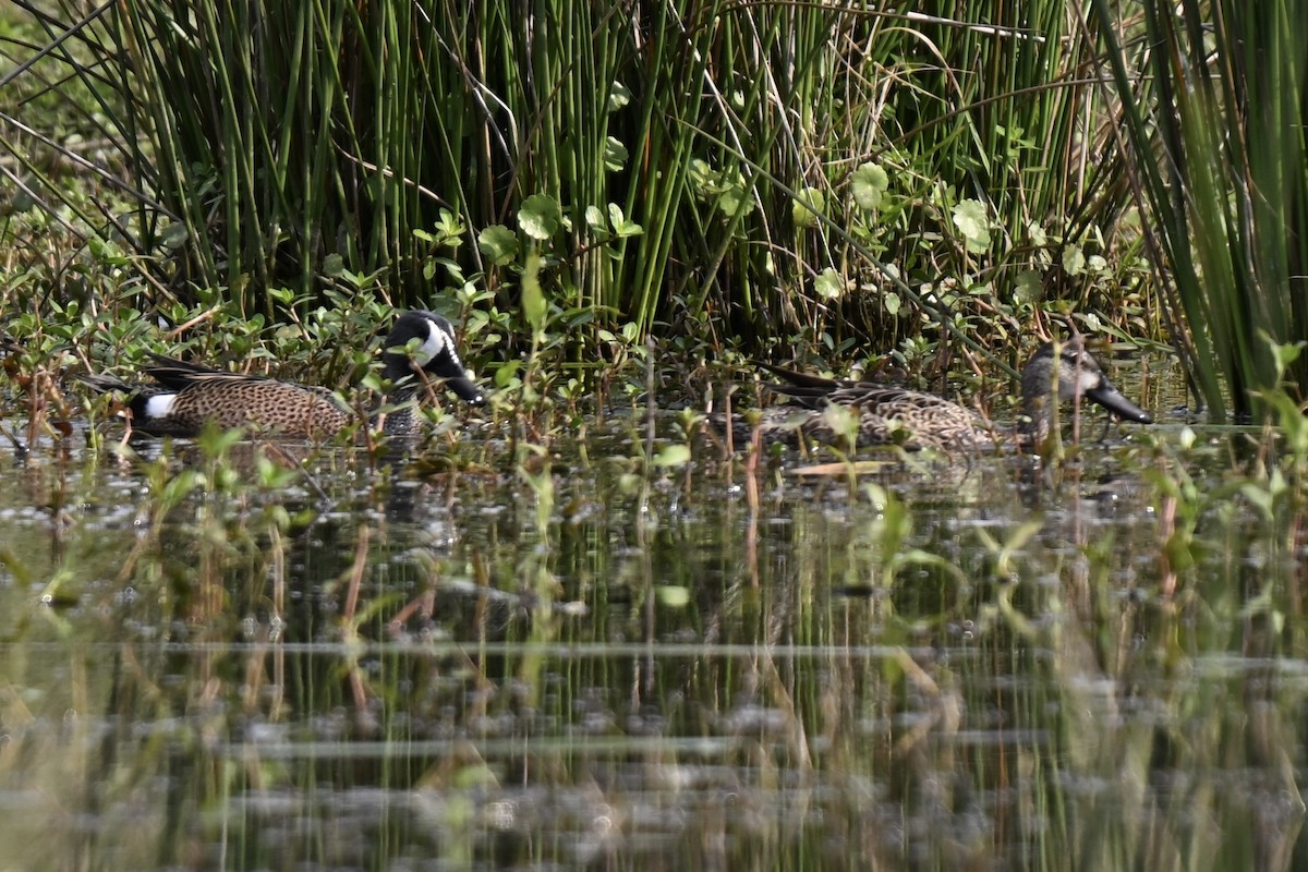 Blue-winged Teal - ML632628127