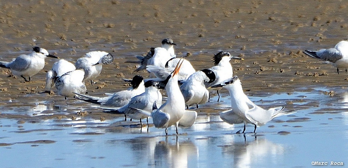 Elegant Tern - ML63262821