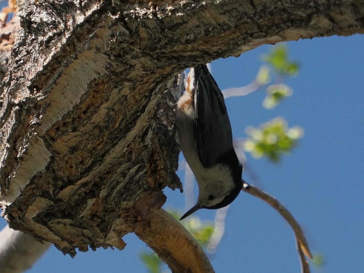 White-breasted Nuthatch (Pacific) - ML632628222