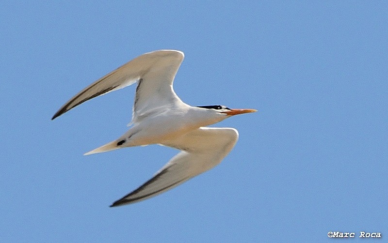 Elegant Tern - ML63262841