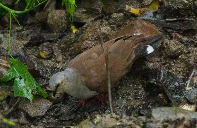 Pallid Dove - ML632628505