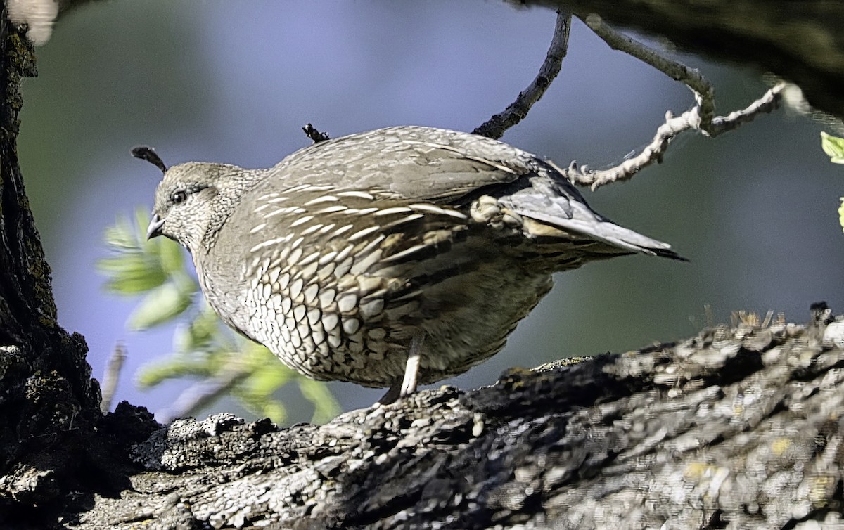 California Quail - ML632628515