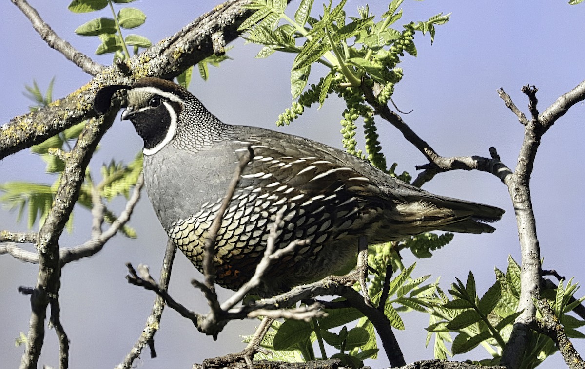 California Quail - ML632628567
