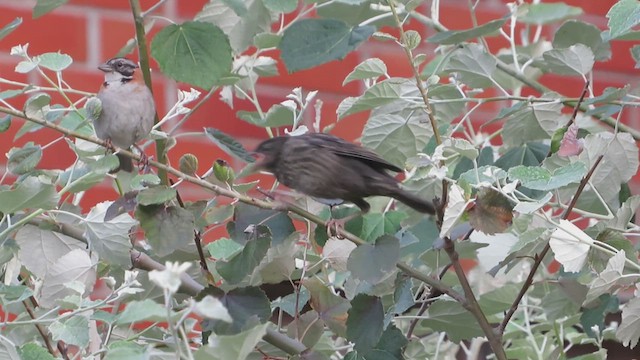 テリバネコウウチョウ - ML632628591