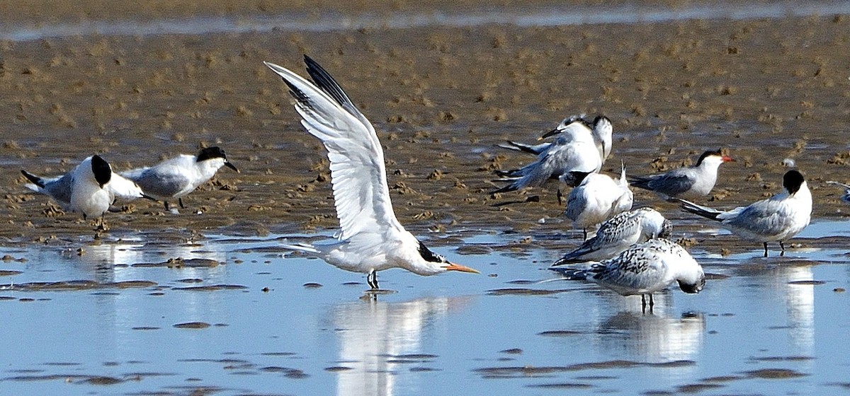 Elegant Tern - ML63262861