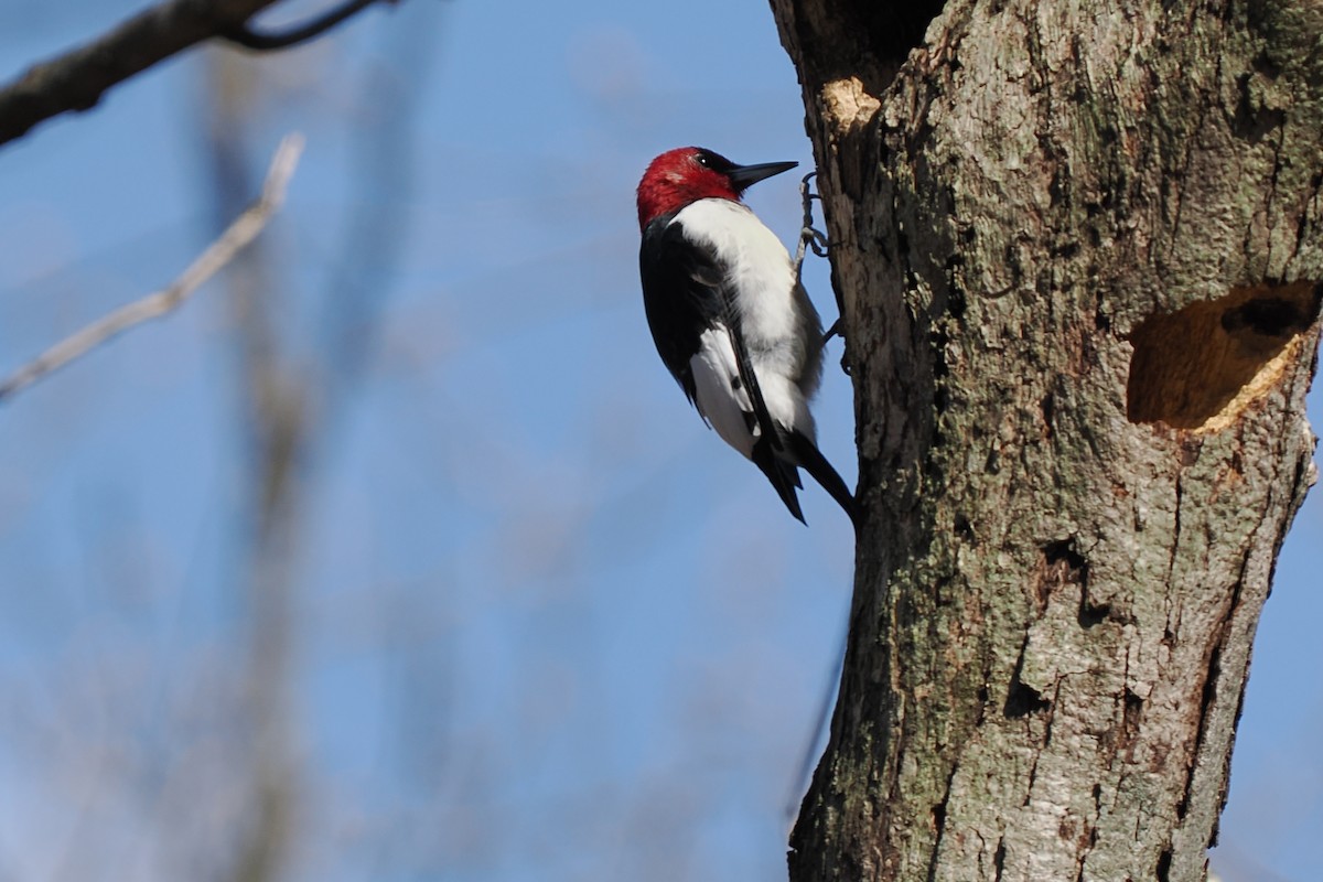 Red-headed Woodpecker - ML632628635