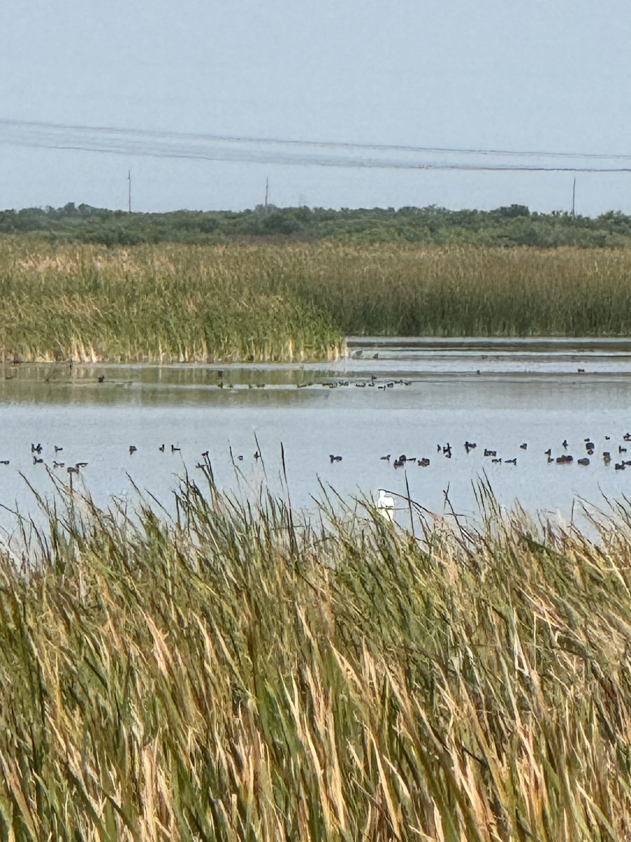 American White Pelican - ML632628688
