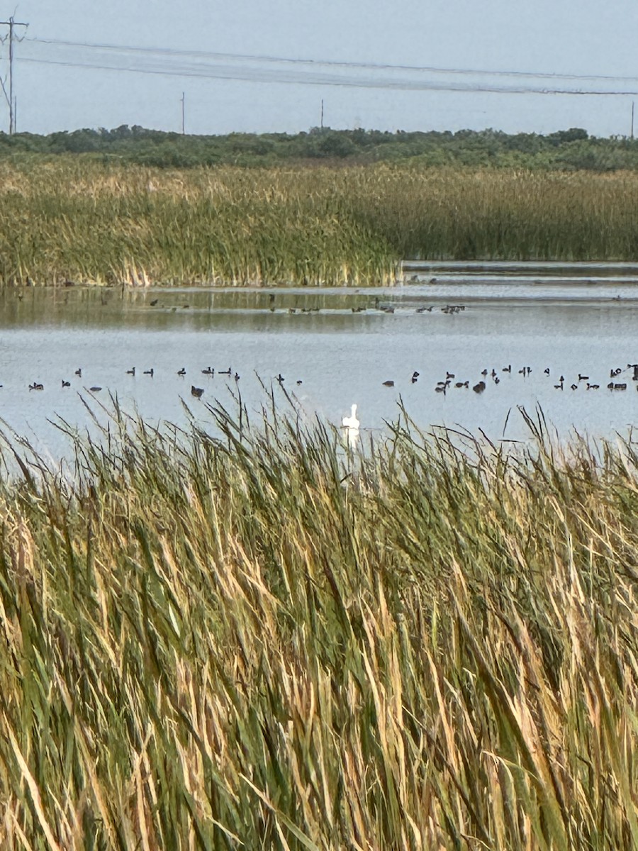 American White Pelican - ML632628689